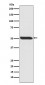 Phospho-p53 (S392) Antibody
